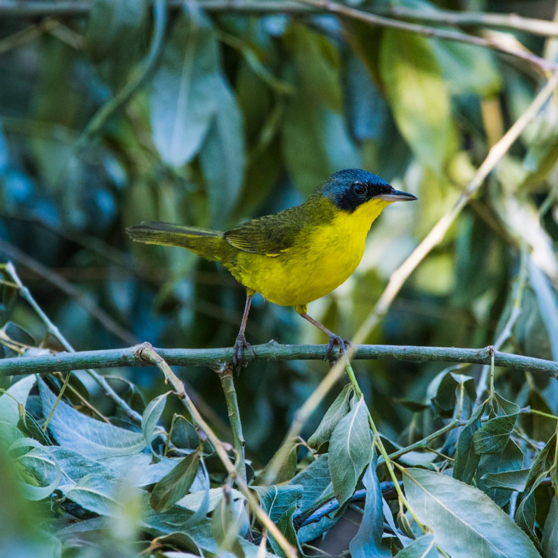 Avistaje de Aves